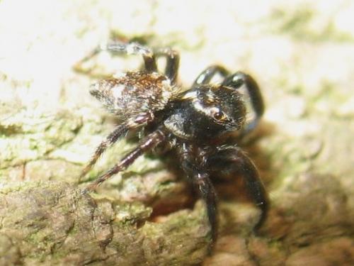 Réf. 16 037 : Pseudeuophrys erratica