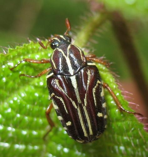 Taeniodera monacha