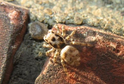 Salticus scenicus