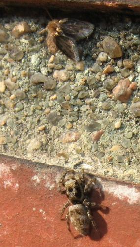 Psychoda sp.
