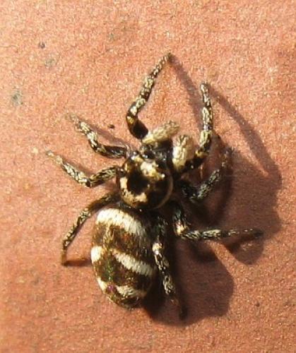 Réf. 16 026 : Salticus scenicus