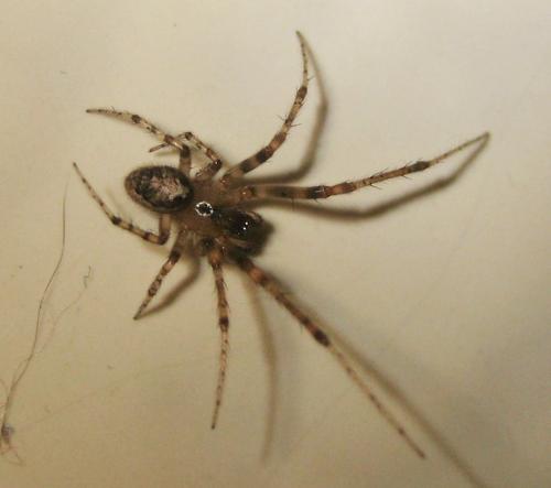 Zygiella x-notata