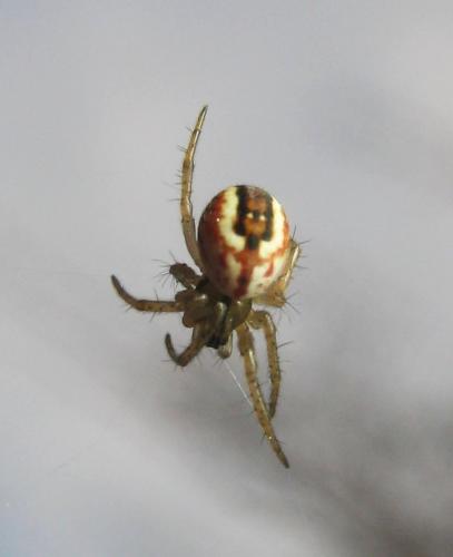Mangora acalypha