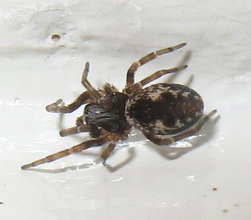 Brigittea civica