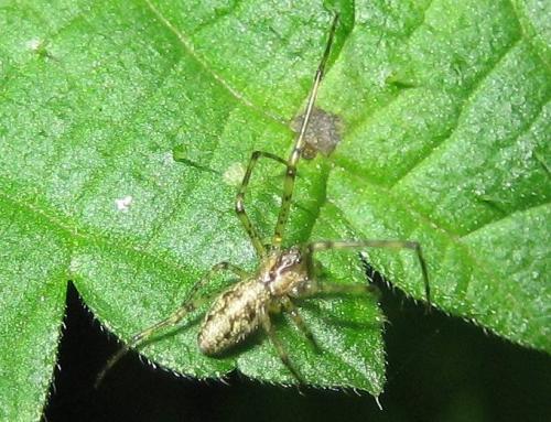 Tetragnatha sp.
