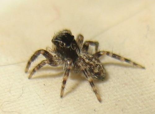 Réf. 16 038 : Pseudeuophrys erratica