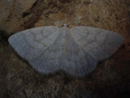 Réf. 16 683 : Cabera exanthemata