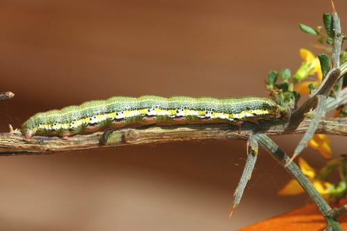 Isturgia miniosaria