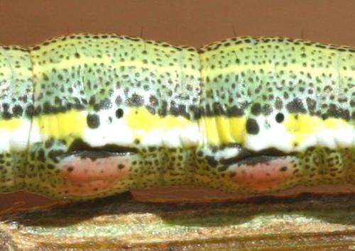 Isturgia miniosaria