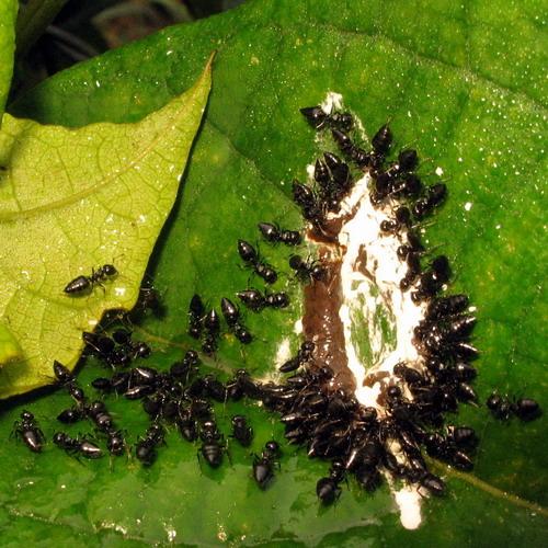 Réf. 16 769 : Crematogaster sp.