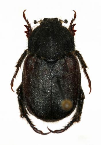 Réf. 16 034 : Hoplia coerulea