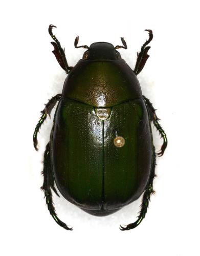 Anomala sp.