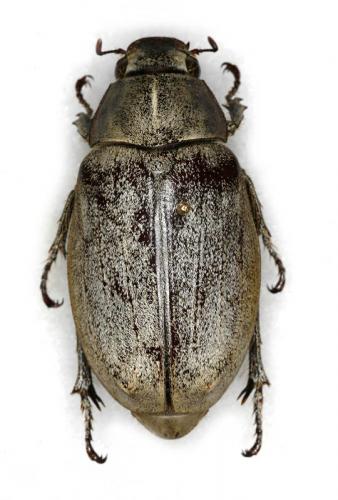 Lepidiota stigma