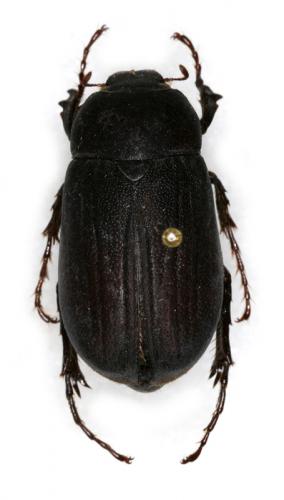 Réf. 16 092 : Phyllophaga sp.