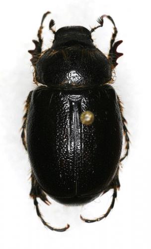 Pachydema hirticollis