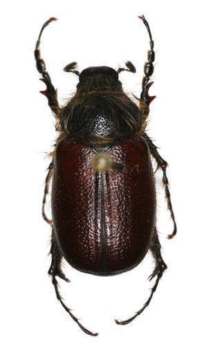 Pachydema xanthochroa