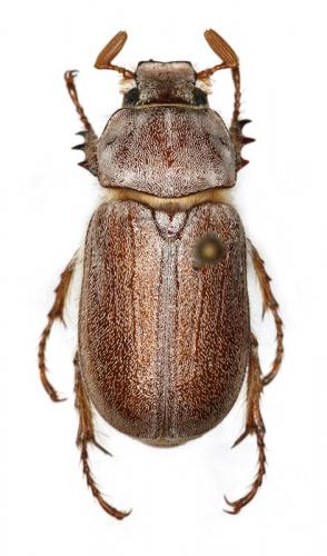 Réf. 16 060 : Cyphonoxia kircheri