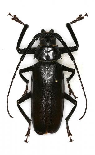 Macrotoma palmata