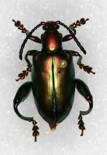 Sagra femorata