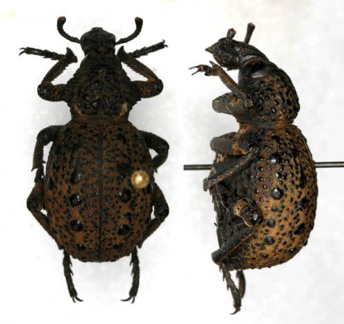 Brachycerus sp.