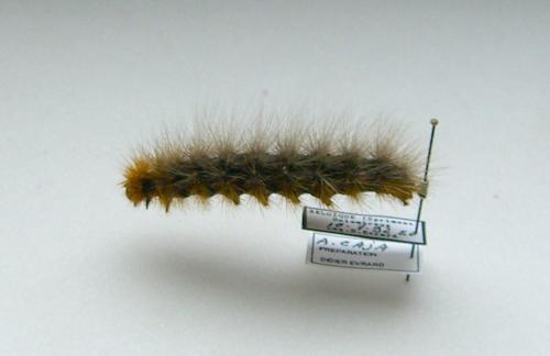 Arctia caja