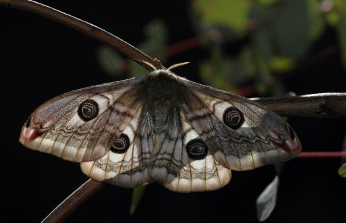 Saturnia pavoniella