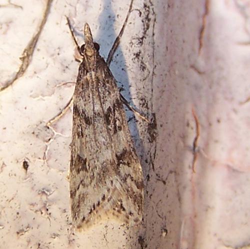 Réf. 16 853 : Eudonia angustea
