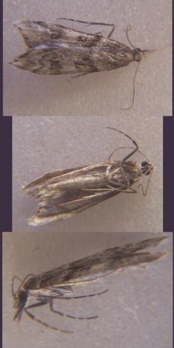 Eudonia angustea