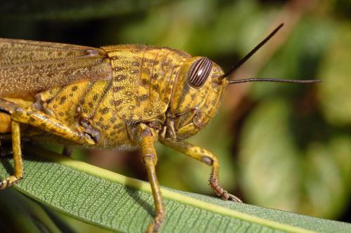 Réf. 16 813 : Anacridium aegyptium