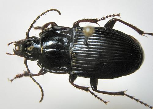 Abax ovalis