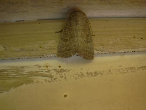 Hoplodrina ambigua