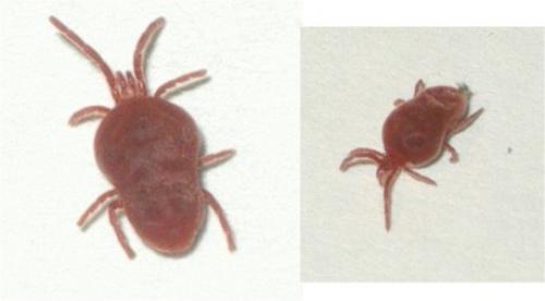Réf. 16 815 : Allothrombium sp.
