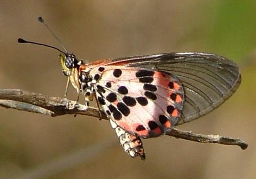 Réf. 16 292 : Acraea ranavalona