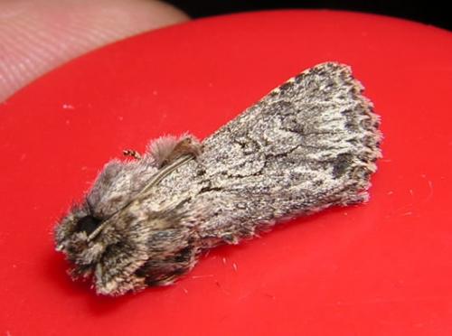 Xylocampa areola