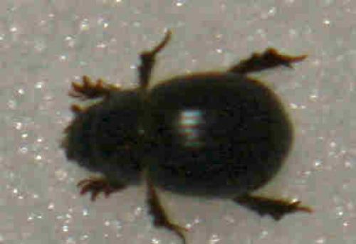 Aegialia arenaria