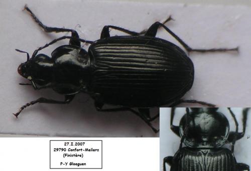 Réf. 16 643 : Agonum sp.