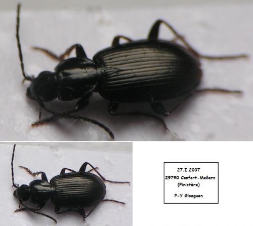 Réf. 16 644 : Agonum fuliginosum