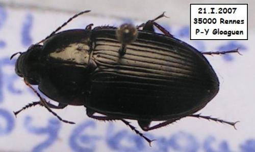 Amara sp.