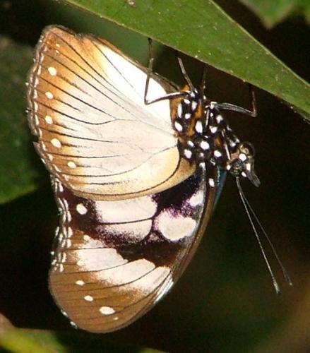 Hypolimnas anthedon