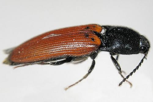 Ampedus pomorum