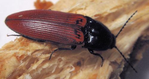 Ampedus sanguineus