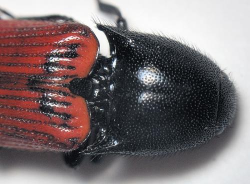 Réf. 16 617 : Ampedus sanguineus