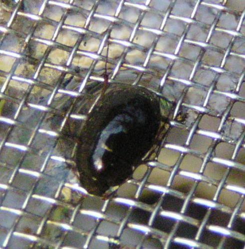 Anacaena globulus