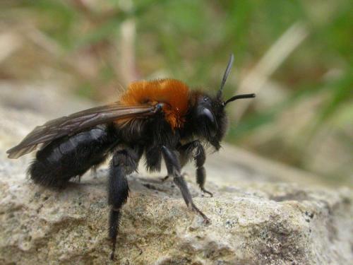 Réf. 16 625 : Andrena thoracica