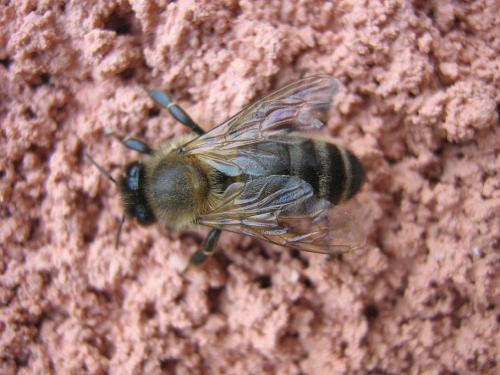 Apis mellifera