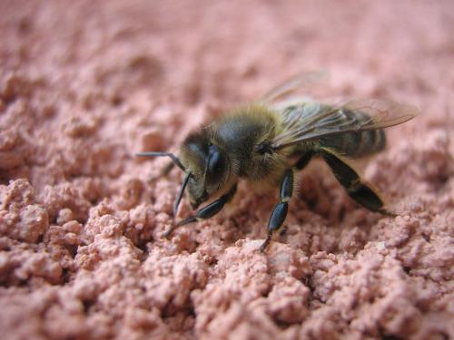 Apis mellifera