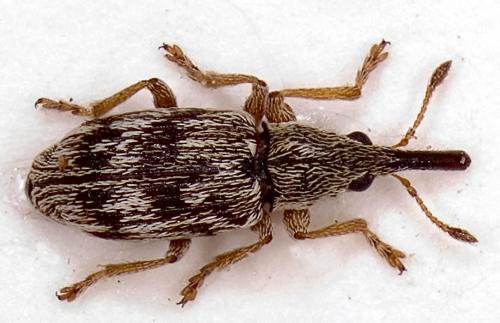 Taeniapion urticarium