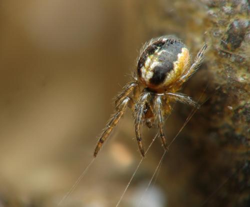 Zygiella sp.
