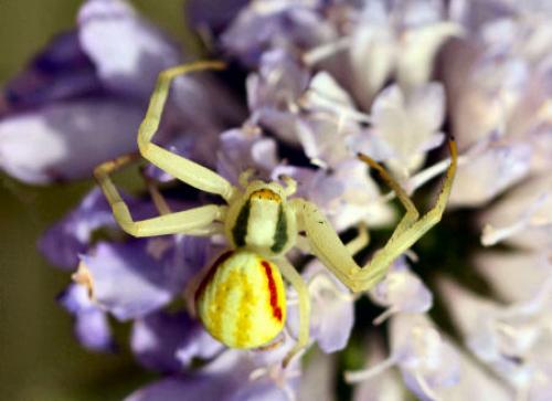 Misumena vatia