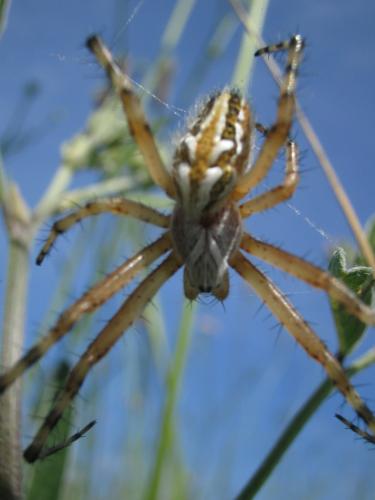 Aculepeira armida